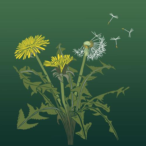 16dandelion